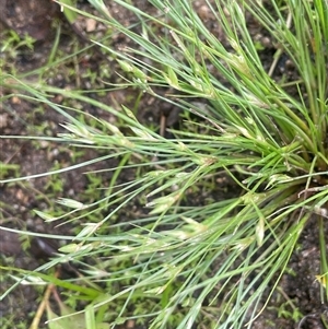 Juncus bufonius at Jembaicumbene, NSW - 8 Jan 2025