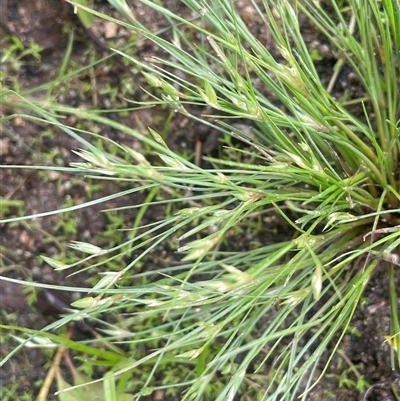 Juncus bufonius (Toad Rush) at Jembaicumbene, NSW - 8 Jan 2025 by JaneR