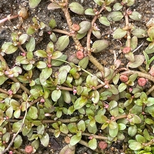 Elatine gratioloides (Waterwort) at Jembaicumbene, NSW by JaneR