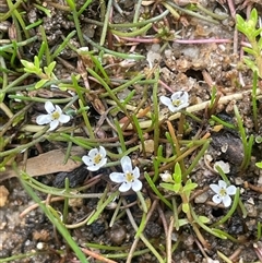 Limosella australis (Austral Mudwort) at Jembaicumbene, NSW - 8 Jan 2025 by JaneR