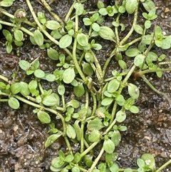 Callitriche stagnalis (Common Starwort) at Jembaicumbene, NSW - 8 Jan 2025 by JaneR