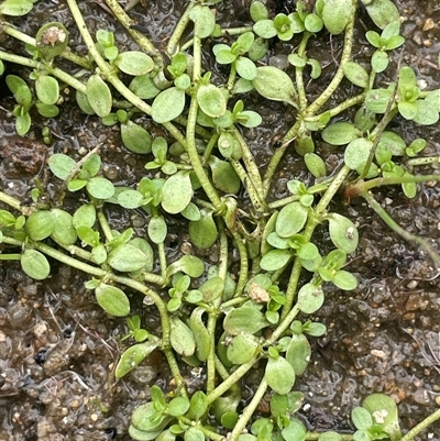 Callitriche stagnalis (Common Starwort) at Jembaicumbene, NSW - 8 Jan 2025 by JaneR