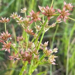 Juncus prismatocarpus (Branching Rush) at Jembaicumbene, NSW - 8 Jan 2025 by JaneR