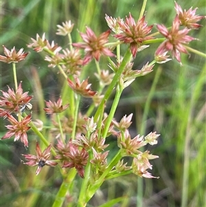 Juncus prismatocarpus (Branching Rush) at Jembaicumbene, NSW by JaneR