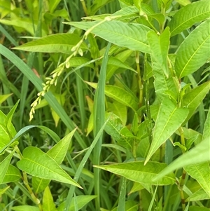 Persicaria hydropiper at Jembaicumbene, NSW - 8 Jan 2025