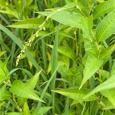 Persicaria hydropiper (Water Pepper) at Jembaicumbene, NSW - 8 Jan 2025 by JaneR