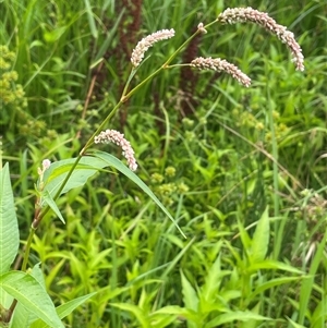 Persicaria lapathifolia (Pale Knotweed) at Jembaicumbene, NSW by JaneR