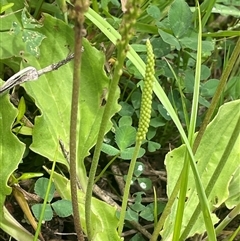 Plantago major (Greater Plantain) at Jembaicumbene, NSW - 8 Jan 2025 by JaneR