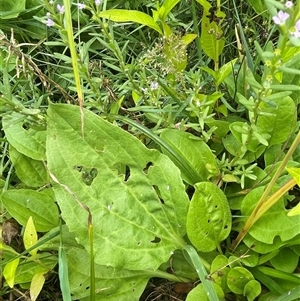 Plantago major at Jembaicumbene, NSW - 8 Jan 2025 01:59 PM