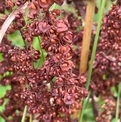 Rumex crispus (Curled Dock) at Jembaicumbene, NSW - 8 Jan 2025 by JaneR