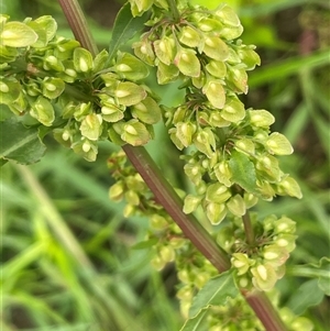 Rumex crispus at Jembaicumbene, NSW - 8 Jan 2025