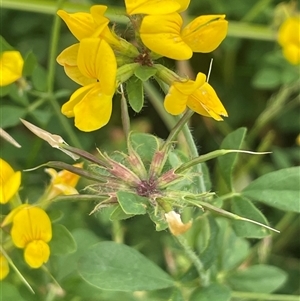 Lotus uliginosus (Birds-foot Trefoil) at Jembaicumbene, NSW by JaneR