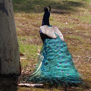 Pavo cristatus (Indian Peafowl) at Narrabundah, ACT by RodDeb