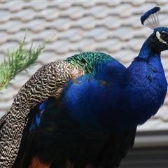 Pavo cristatus at Narrabundah, ACT - 12 Jan 2025