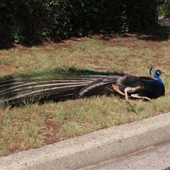 Pavo cristatus at Narrabundah, ACT - 12 Jan 2025 11:21 AM