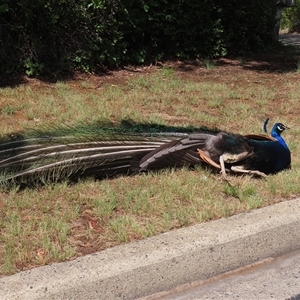 Pavo cristatus at Narrabundah, ACT - 12 Jan 2025