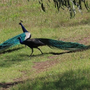 Pavo cristatus at Narrabundah, ACT - 12 Jan 2025 11:21 AM