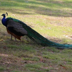 Pavo cristatus at Narrabundah, ACT - 12 Jan 2025 11:21 AM