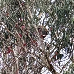 Phascolarctos cinereus at Mittagong, NSW - 12 Jan 2025 by Kgreen