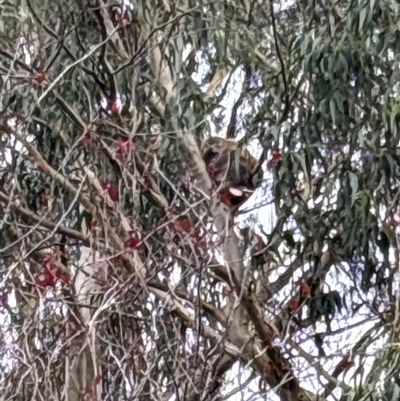 Phascolarctos cinereus at Mittagong, NSW - 12 Jan 2025 by Kgreen