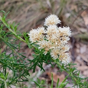 Cassinia aculeata subsp. aculeata at Yass River, NSW - 12 Jan 2025 02:11 PM