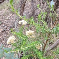 Cassinia aculeata subsp. aculeata at Yass River, NSW - 12 Jan 2025 02:11 PM