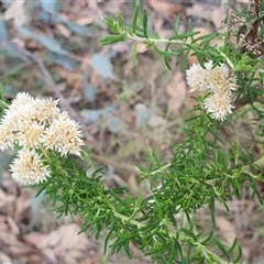 Cassinia aculeata subsp. aculeata at Yass River, NSW - 12 Jan 2025