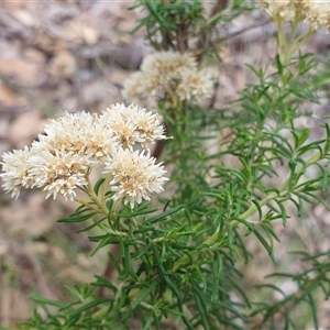 Cassinia aculeata subsp. aculeata at Yass River, NSW - 12 Jan 2025