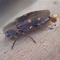 Chrysobothris sp. (genus) (Jewel beetle) at Murrumbateman, NSW - 12 Jan 2025 by SimoneC