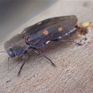 Chrysobothris sp. (genus) (Jewel beetle) at Murrumbateman, NSW by SimoneC