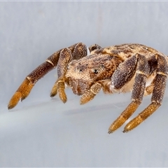 Cymbacha ocellata (Crab spider) at Jerrabomberra, NSW - 12 Jan 2025 by MarkT