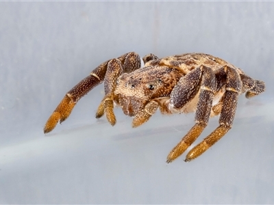 Cymbacha ocellata (Crab spider) at Jerrabomberra, NSW - 12 Jan 2025 by MarkT