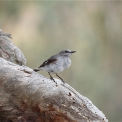 Melanodryas cucullata cucullata (Hooded Robin) at Tharwa, ACT - 11 Jan 2025 by LineMarie