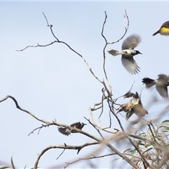 Phylidonyris novaehollandiae (New Holland Honeyeater) at Crystal Brook, SA - 15 Jun 2022 by AlisonMilton