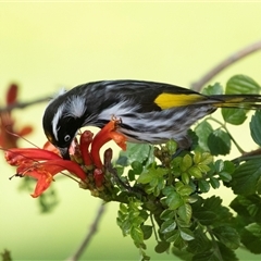 Phylidonyris novaehollandiae (New Holland Honeyeater) at Crystal Brook, SA - 15 Jun 2022 by AlisonMilton