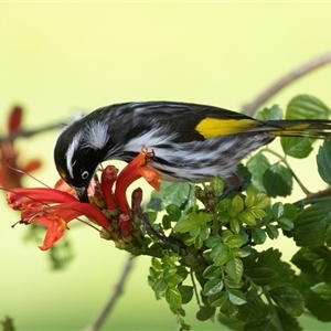 Phylidonyris novaehollandiae (New Holland Honeyeater) at Crystal Brook, SA by AlisonMilton