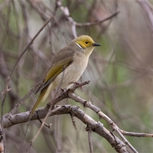 Ptilotula penicillata (White-plumed Honeyeater) at Burra, SA by AlisonMilton