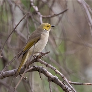 Ptilotula penicillata at Burra, SA - 15 Jun 2022