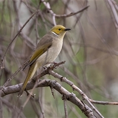 Ptilotula penicillata at Burra, SA - 15 Jun 2022