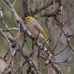 Ptilotula penicillata at Burra, SA - 15 Jun 2022