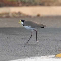 Vanellus miles (Masked Lapwing) at Barmera, SA - 15 Jun 2022 by AlisonMilton