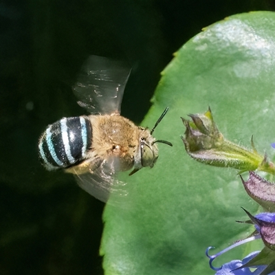 Amegilla (Zonamegilla) asserta (Blue Banded Bee) at Googong, NSW - 24 Dec 2024 by WHall