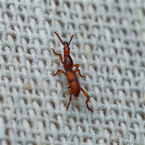 Cyphagogus sp. (Brentid weevil) at Harrison, ACT by DPRees125