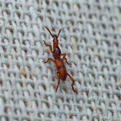 Cyphagogus sp. (Brentid weevil) at Harrison, ACT - 5 Jan 2025 by DPRees125