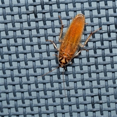 Robshelfordia circumducta (Shelford's Variable Cockroach) at Harrison, ACT - 5 Jan 2025 by DPRees125