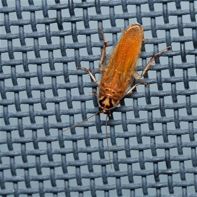 Robshelfordia circumducta (Shelford's Variable Cockroach) at Harrison, ACT - 5 Jan 2025 by DPRees125