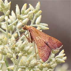 Endotricha pyrosalis (A Pyralid moth) at Manton, NSW - 10 Jan 2025 by ConBoekel