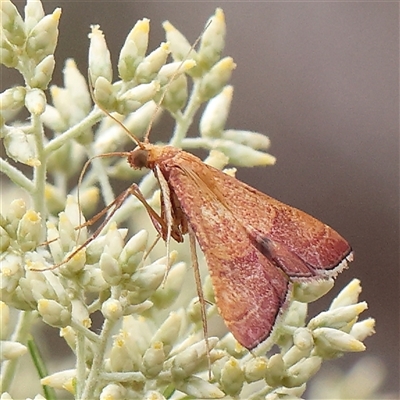 Endotricha pyrosalis (A Pyralid moth) at Manton, NSW - 10 Jan 2025 by ConBoekel