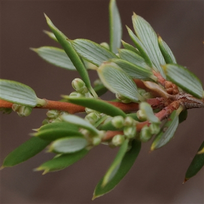 Monotoca scoparia (Broom Heath) at Manton, NSW - 10 Jan 2025 by ConBoekel