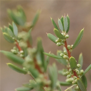 Monotoca scoparia at Manton, NSW - 10 Jan 2025